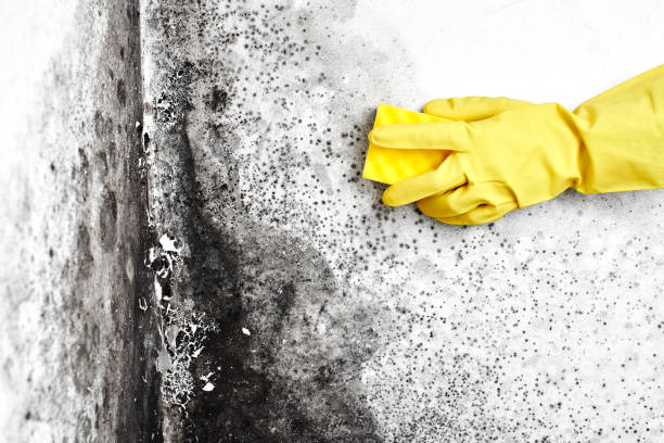 Best Black Mold Removal  in Sycamore, GA